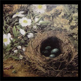 Bird Nest Etching