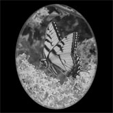 Butterfly Etching